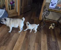 Maggie, a female Pug for sale in Whitelaw, WI – Photo 3 of 4