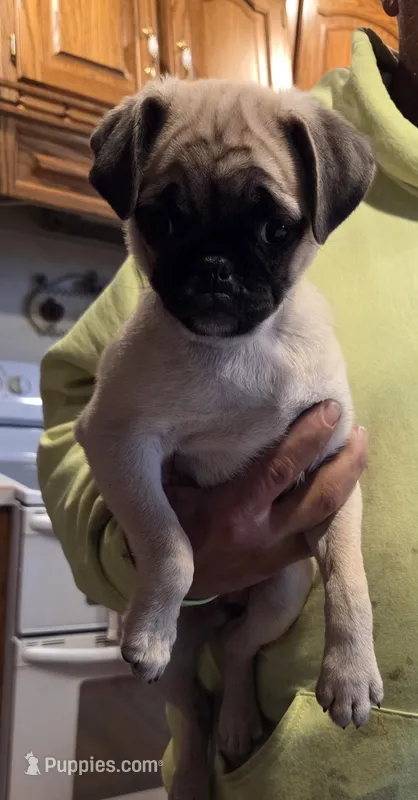 Maggie – Pug puppy for sale in Whitelaw, WI
