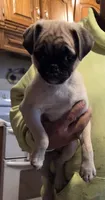 Maggie, a female Pug for sale in Whitelaw, WI – Photo 1 of 4
