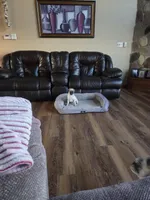 Purebred, a female Pug for sale in Whitelaw, WI – Photo 3 of 4