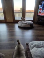 Purebred, a female Pug for sale in Whitelaw, WI – Photo 4 of 4