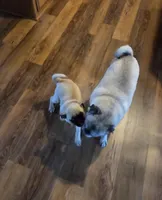 Maggie, a female Pug for sale in Whitelaw, WI – Photo 4 of 4