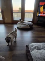 Purebred, a female Pug for sale in Whitelaw, WI – Photo 2 of 4