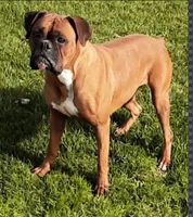 Hala, a female Boxer for sale in Whitelaw, WI – 9 of 9