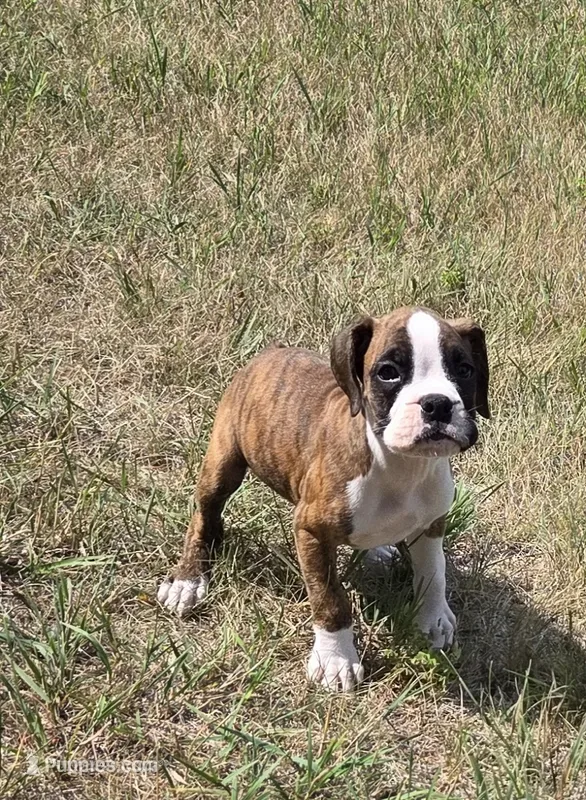 Ace – Boxer puppy on hold in Whitelaw, WI