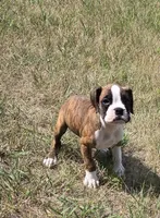 Ace, a male Boxer for sale in Whitelaw, WI – 1 of 5