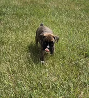 Dalhia, a female Boxer for sale in Whitelaw, WI – 2 of 5