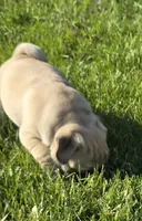 Chubbs, a male Pug for sale in Whitelaw, WI – 2 of 3