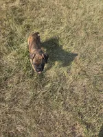 Atkin, a male Boxer for sale in Whitelaw, WI – 5 of 9