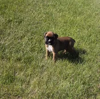 Hessa, a female Boxer for sale in Whitelaw, WI – 2 of 10