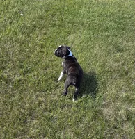 Hailee, a female Boxer for sale in Whitelaw, WI – 6 of 10