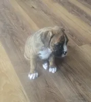 Suzie, a female Boxer for sale in Whitelaw, WI – 9 of 9