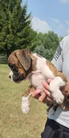 Ace, a male Boxer for sale in Whitelaw, WI – 2 of 5