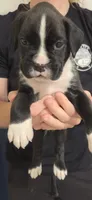 Tyrone, a male Boxer for sale in Whitelaw, WI – Photo 2 of 2