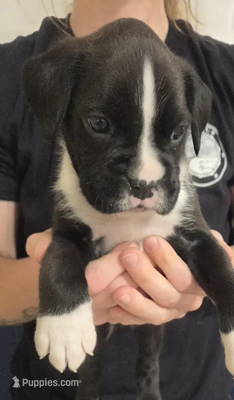 Tyrone, a male Boxer for sale in Whitelaw, WI – Photo 1 of 2