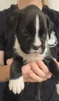 Tyrone, a male Boxer for sale in Whitelaw, WI – Photo 1 of 2