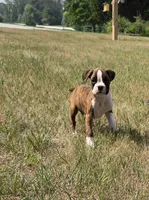 Ace, a male Boxer for sale in Whitelaw, WI – 5 of 5