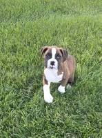 Maliah, a female Boxer for sale in Whitelaw, WI – 3 of 10