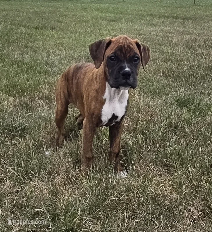 Mia – Boxer puppy for sale in Whitelaw, WI
