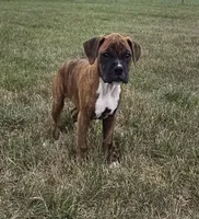 Mia, a female Boxer for sale in Whitelaw, WI – 2 of 7