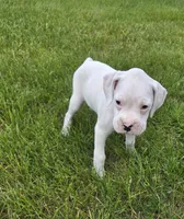 Frosti, a female Boxer for sale in Whitelaw, WI – 2 of 9