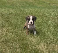 Arlo, a male Boxer for sale in Whitelaw, WI – 3 of 10