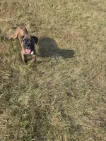 Atkin, a male Boxer for sale in Whitelaw, WI – 6 of 9