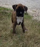 Attie, a female Boxer for sale in Whitelaw, WI – 2 of 7