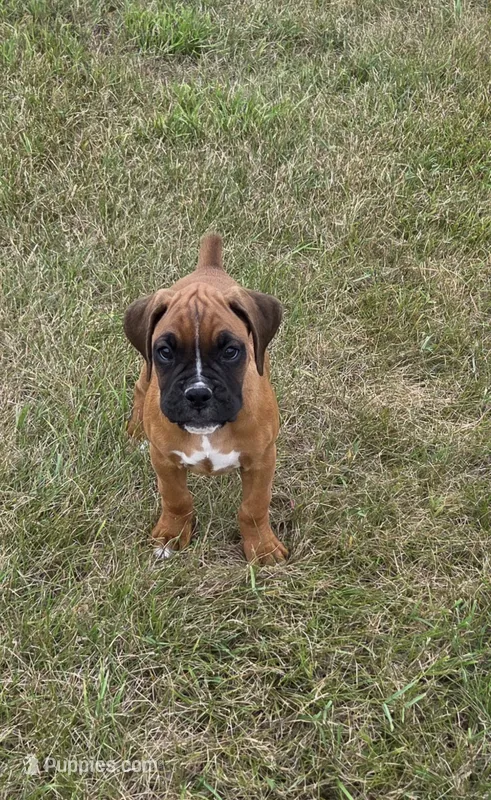 Daisee – Boxer puppy for sale in Whitelaw, WI