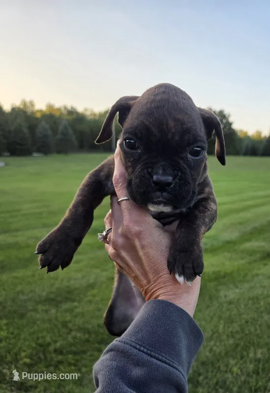 Runt – Boxer puppy for sale in Whitelaw, WI