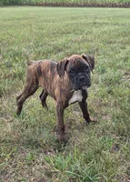 Archur, a male Boxer for sale in Whitelaw, WI – 3 of 5