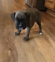Baxter, a male Boxer for sale in Whitelaw, WI – 3 of 4