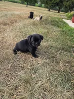 Mr. Mubsy, a male Pug for sale in Whitelaw, WI – 2 of 3