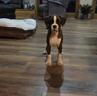 Maliah, a female Boxer for sale in Whitelaw, WI – 3 of 10