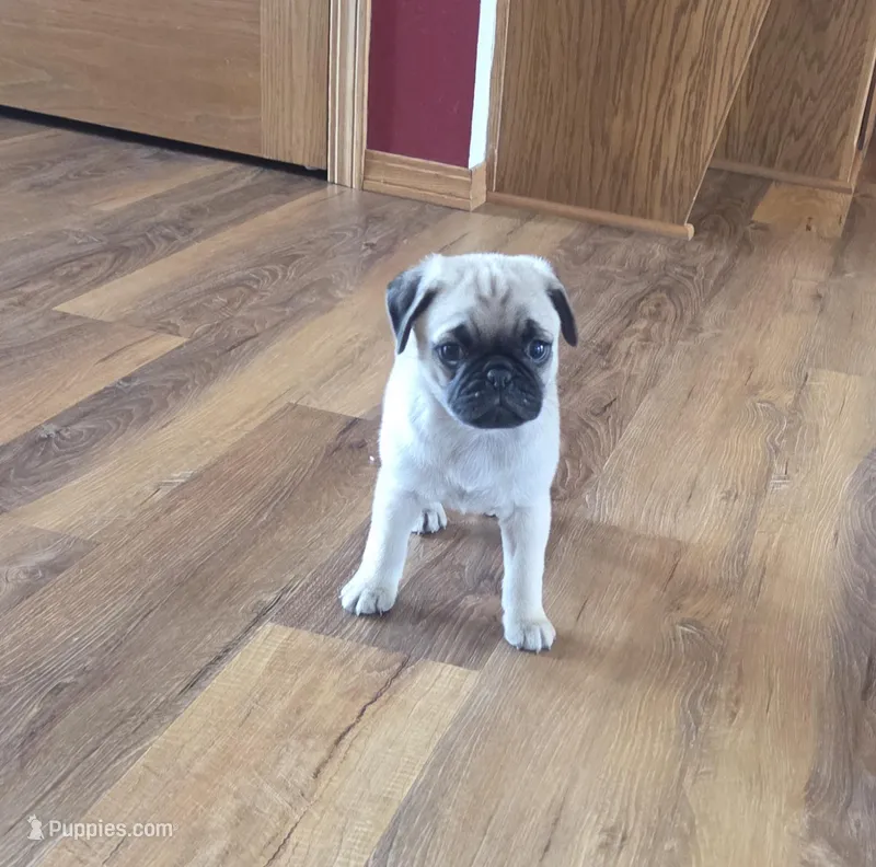 Bowser – Pug puppy for sale in Whitelaw, WI