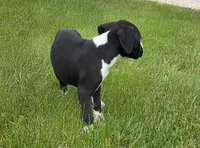 Oscar, a male Boxer for sale in Whitelaw, WI – 4 of 8