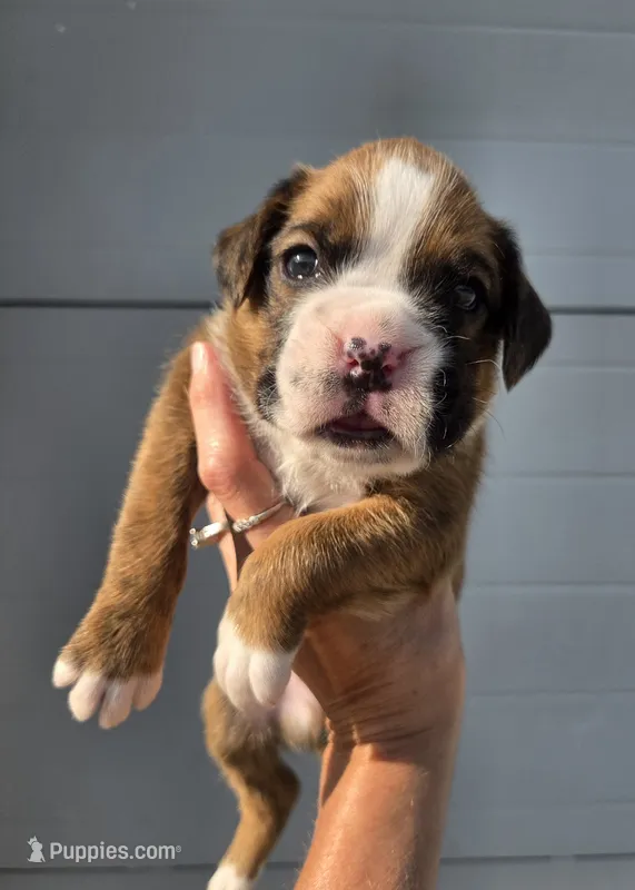 Duke – Boxer puppy for sale in Whitelaw, WI