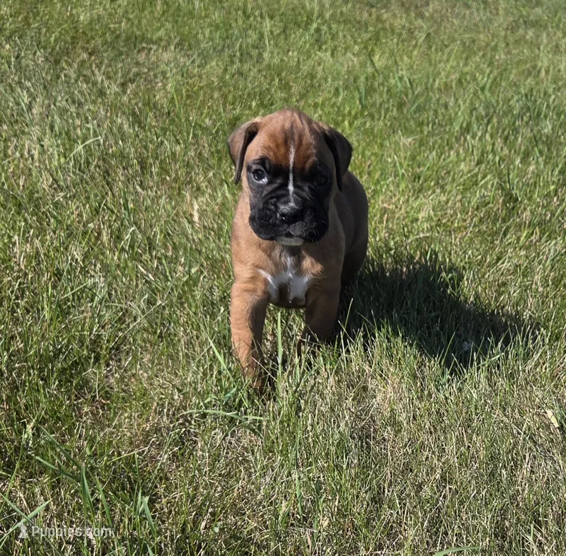 Aspen – Boxer puppy for sale in Whitelaw, WI
