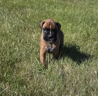 Aspen, a female Boxer for sale in Whitelaw, WI – 1 of 5