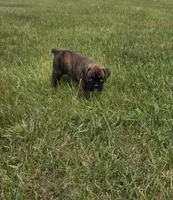 Duke, a male Boxer for sale in Whitelaw, WI – 5 of 10