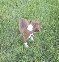 Maliah, a female Boxer for sale in Whitelaw, WI – 7 of 10