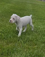 Frosti, a female Boxer for sale in Whitelaw, WI – 9 of 9