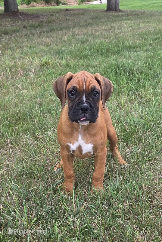 Ava – Boxer puppy for sale in Whitelaw, WI
