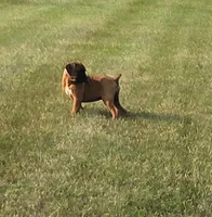 Ava, a female Boxer for sale in Whitelaw, WI – 5 of 8