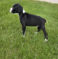 Oscar, a male Boxer for sale in Whitelaw, WI – 5 of 8
