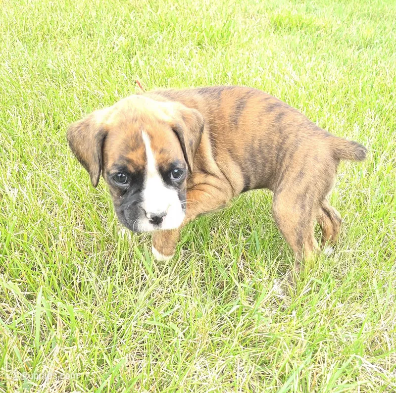 Suzie – Boxer puppy for sale in Whitelaw, WI
