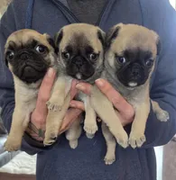 Lilly, a female Pug for sale in Whitelaw, WI – Photo 2 of 2