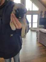 Lilly, a female Pug for sale in Whitelaw, WI – Photo 1 of 2