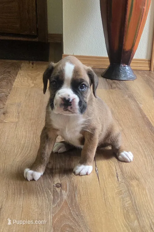 Duke – Boxer puppy for sale in Whitelaw, WI