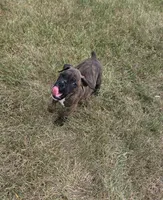 Apollo, a male Boxer for sale in Whitelaw, WI – 7 of 10